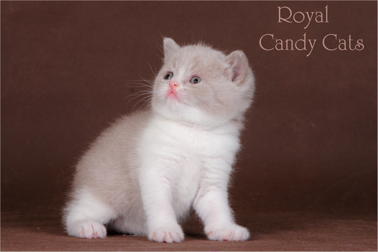 ���������� ���������������. ��������