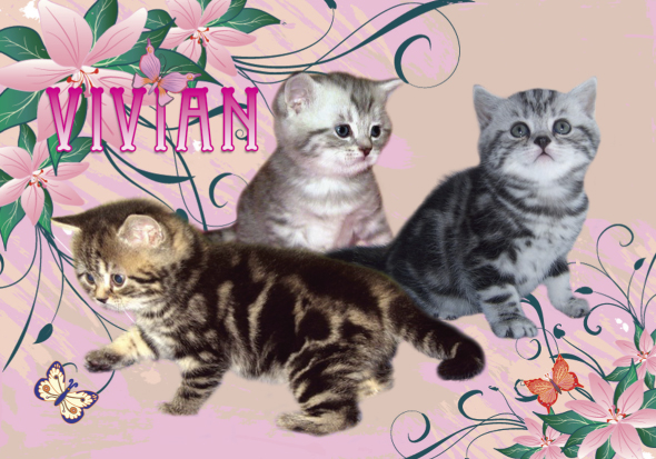 ���������� ���������������. ��������