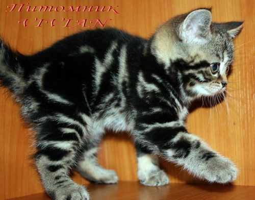 ���������� ���������������. ��������