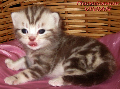 ���������� ���������������. ��������