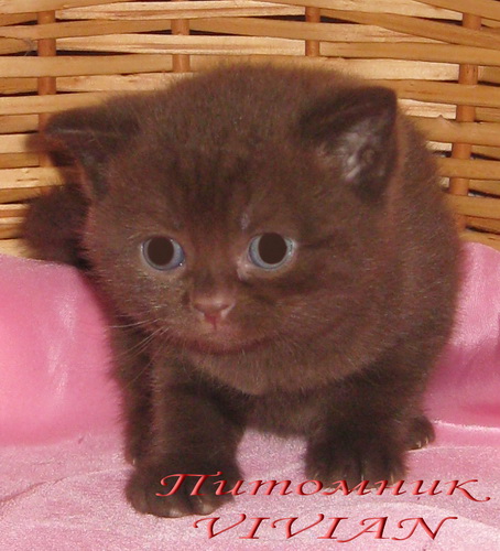 ���������� ���������������. ��������