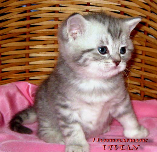 ���������� ���������������. ��������