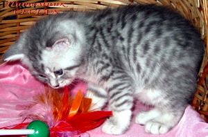 ���������� ���������������. ��������