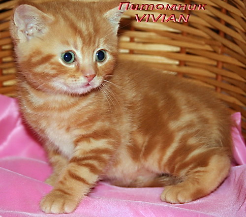 ���������� ���������������. ��������