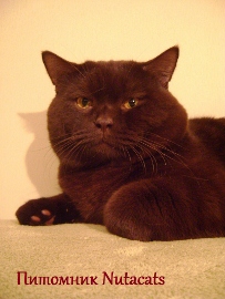 ����������� ��������������� ��������� (�������-������). ��������