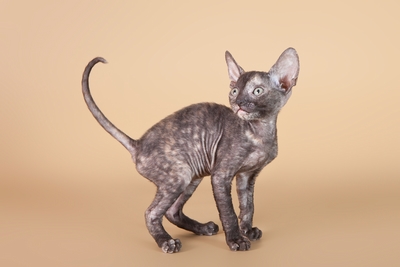 ������-����. ��������