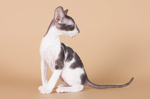 ������-����. ��������