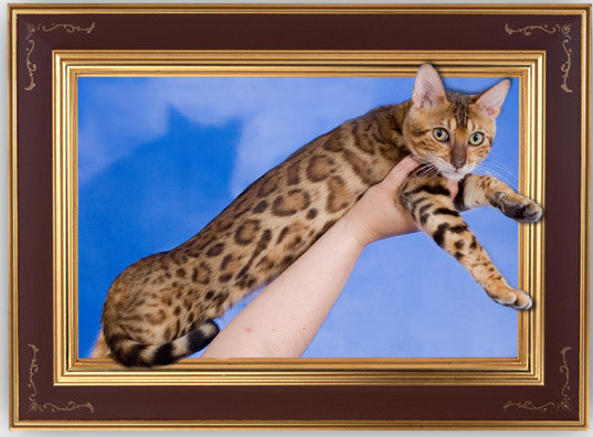 ������������� �������� �����