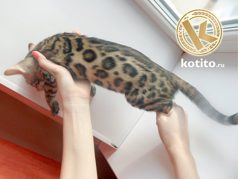 ������������� �������� �����