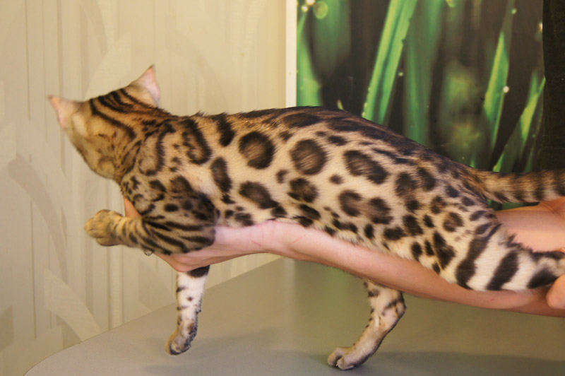 ������������� �������� �����