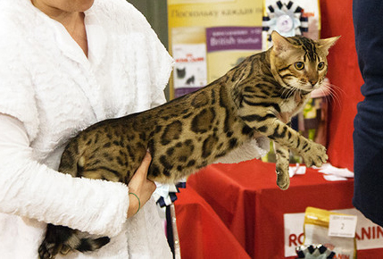 ������������� �������� �����