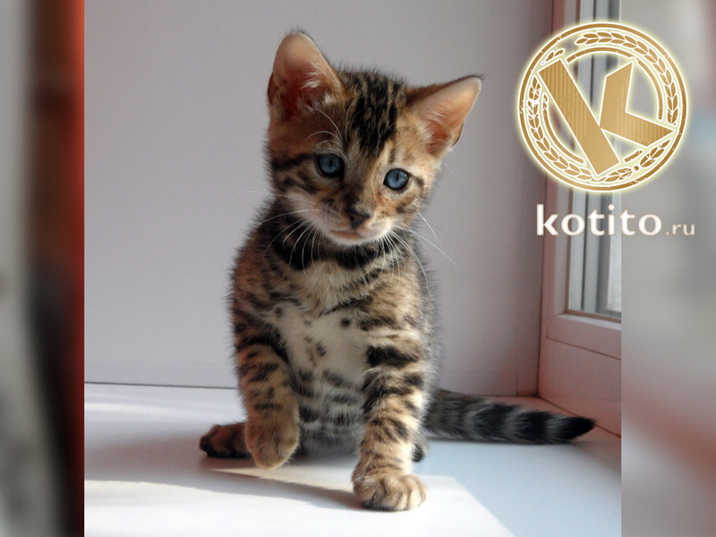 ������������� �������� �����