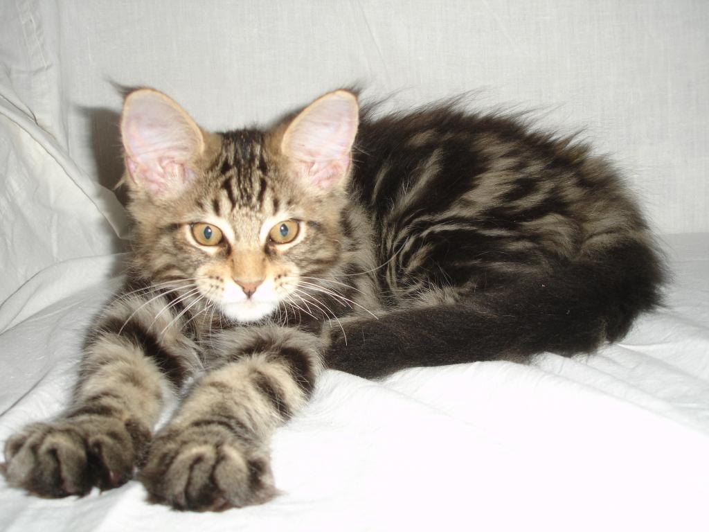 ����-��� �� ��������� ����� Zarra Coon