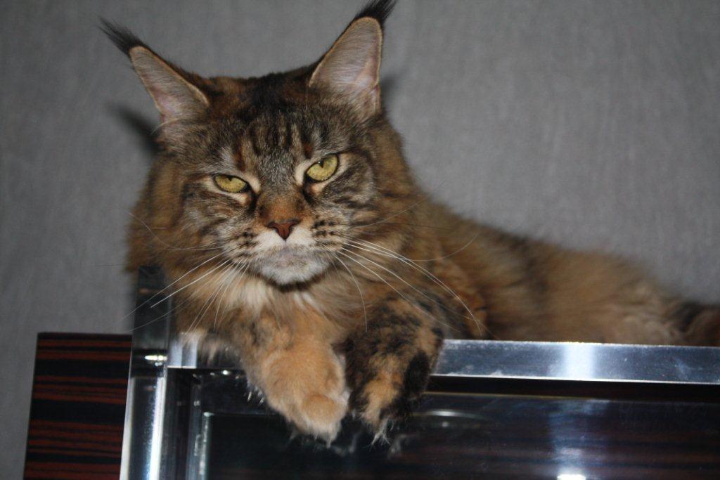 ����-��� �� ��������� ����� Zarra Coon