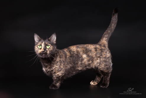 �������. ��������