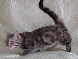 �������. ��������