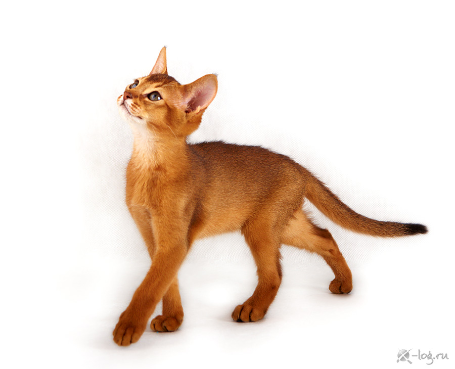 ����������� �����. ��������