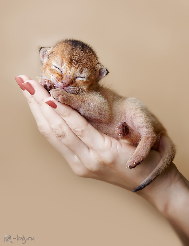 ����������� �����. ��������