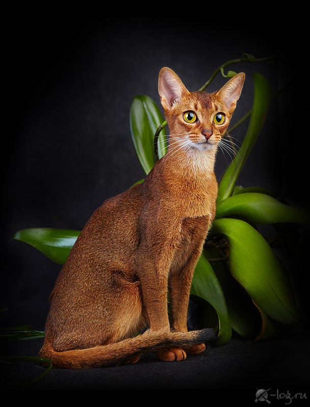 ����������� �����. ��������