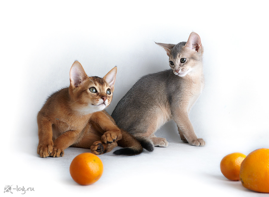 ����������� �����