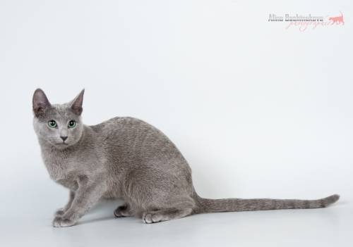 ������� ������� �����. ��������