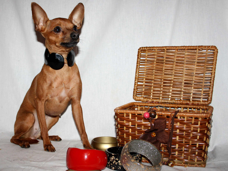 ������� ���-������ �� ��������� ����� �� ���������