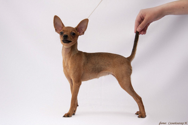 ������� ���-������ �� ��������� ����� �� ���������