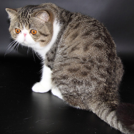 ������������ ���������������. ��������