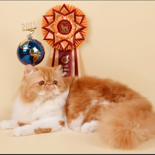 ������������ ���������������. ��������