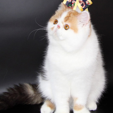 ������������ ���������������. ��������