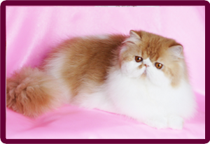 ������������ ���������������. ��������