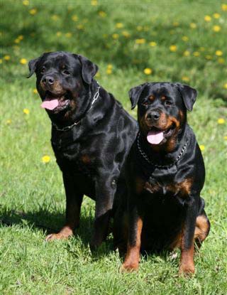 ���������. ��������