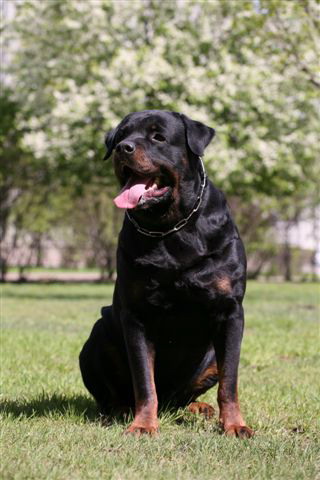 ���������. ��������