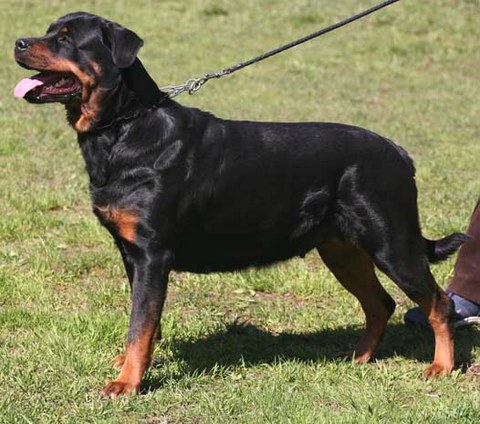 ���������. ��������