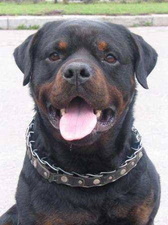 ���������. ��������