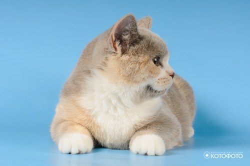 ���������� ���������������. ��������