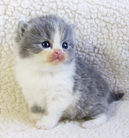 ���������� ���������������. ��������