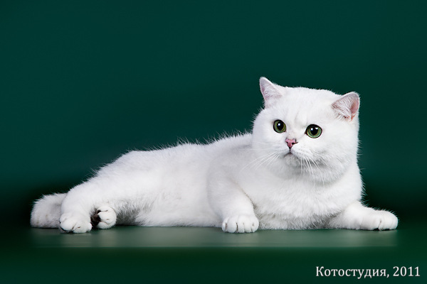 ���������� ���������������. ��������