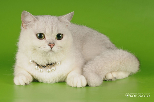 ���������� ���������������. ��������