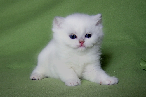 ���������� ���������������. ��������