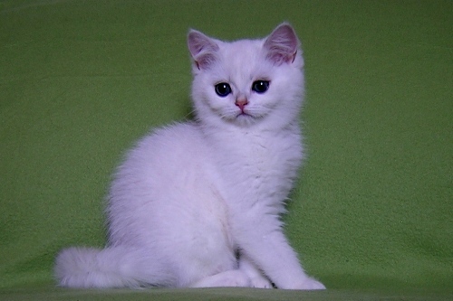 ���������� ���������������. ��������