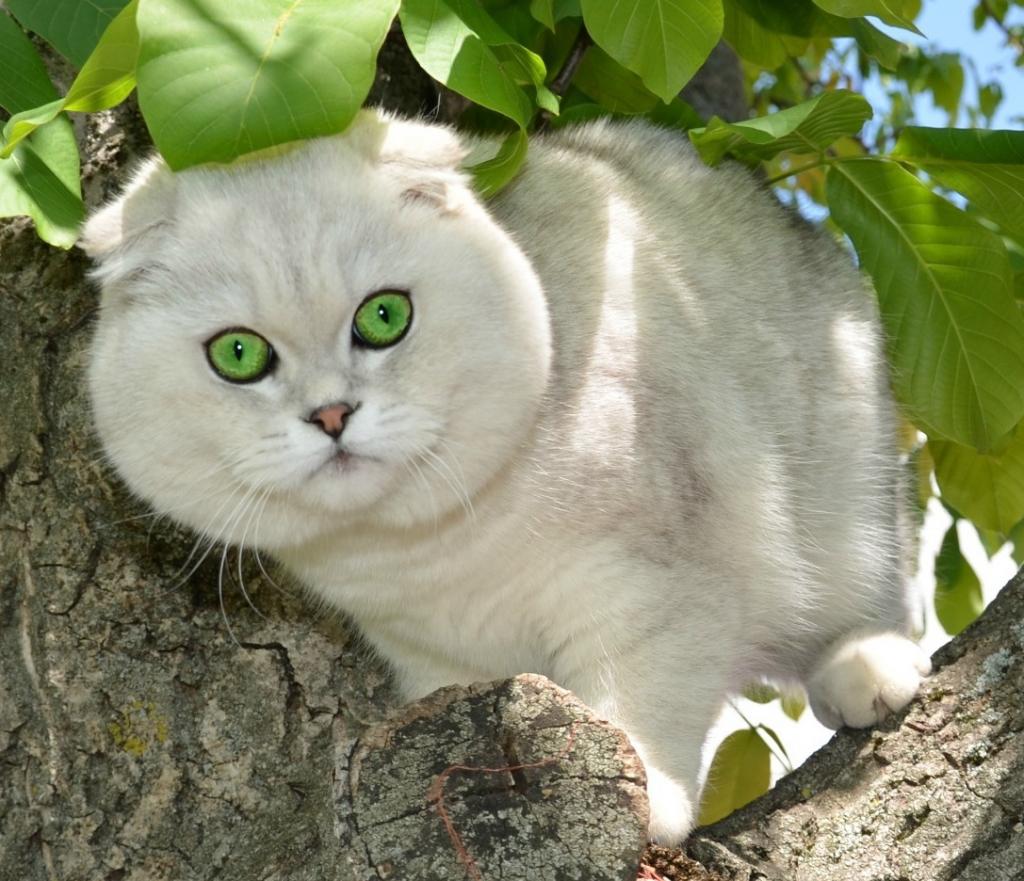 ������������� �������� �����