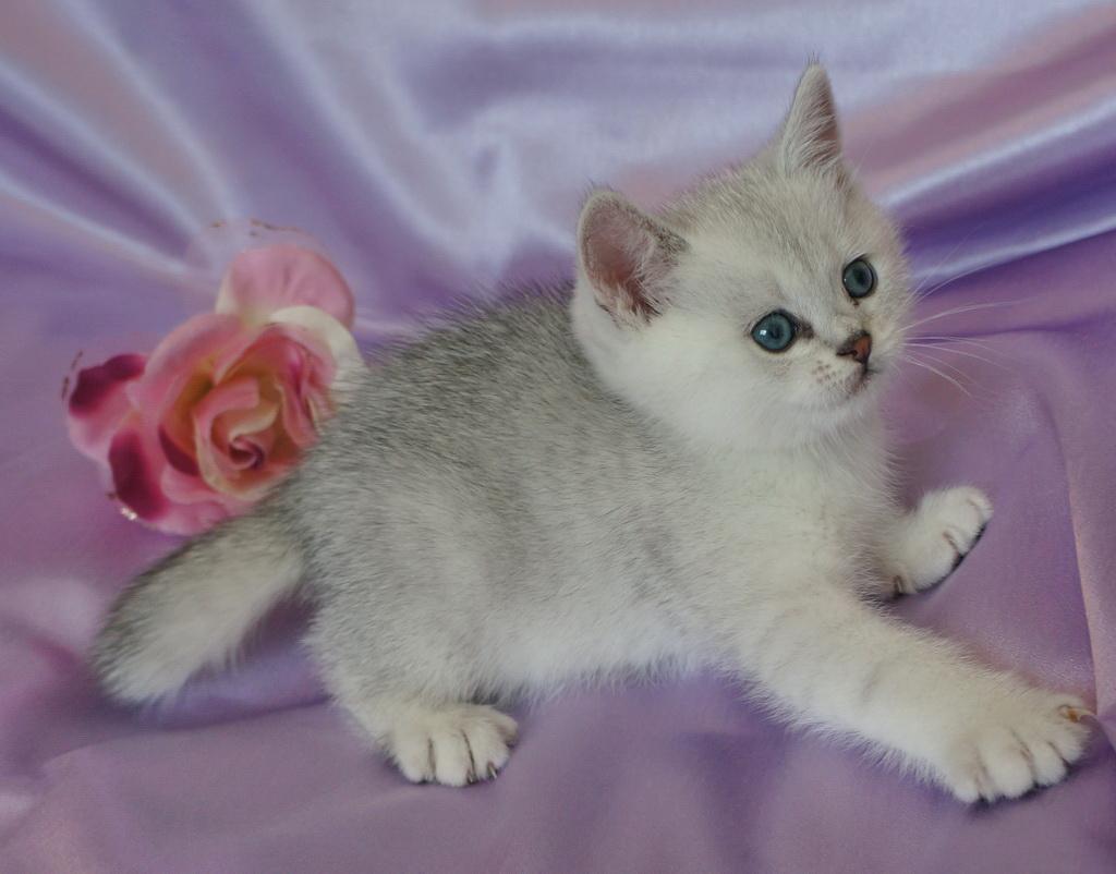 ������������� �������� �����