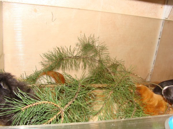 ������������� �������� ��������