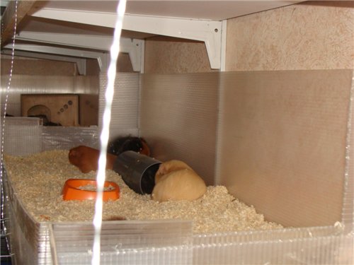 ������������� �������� ��������