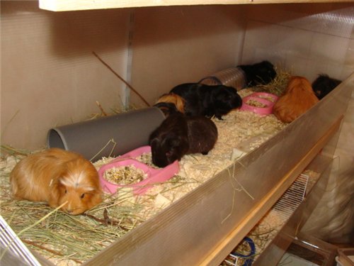 ������������� �������� ��������