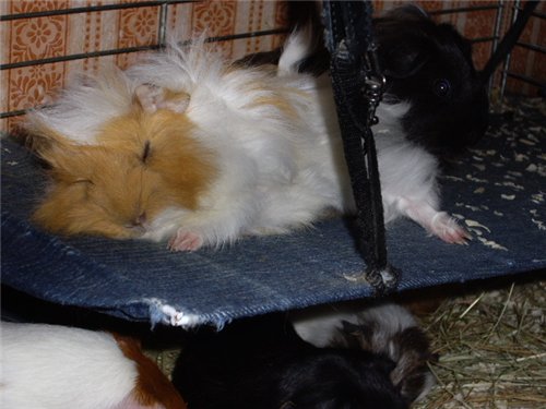 ������������� �������� ��������