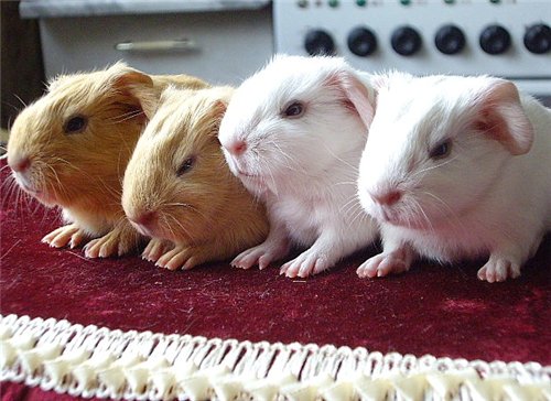 ������������� �������� ��������