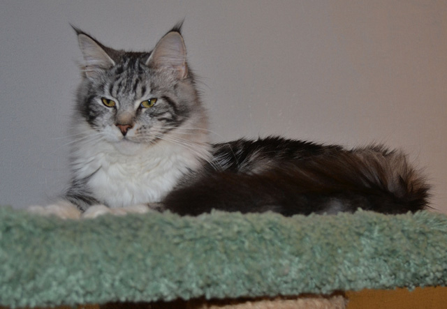 ����-��� �� ��������� ����� Luxury  Cunokot 