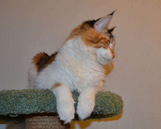 ����-��� �� ��������� ����� Luxury  Cunokot 